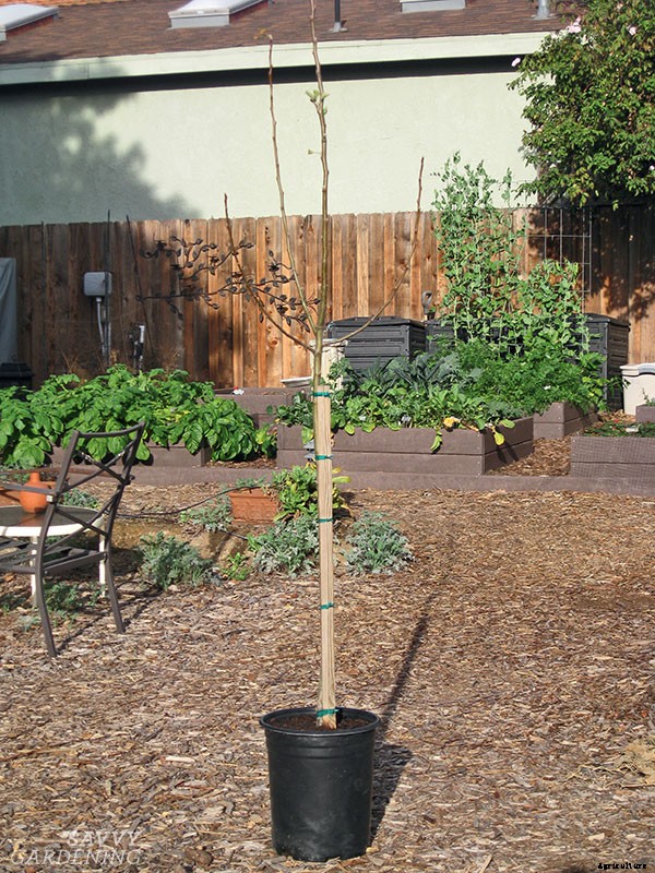 Choosing the right fruit trees for your climate