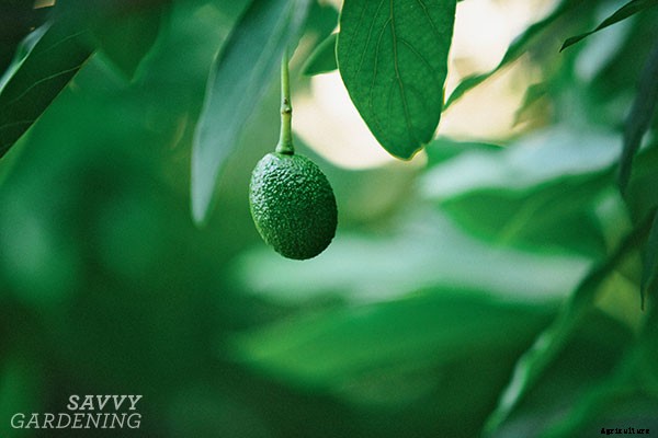 Choosing the right fruit trees for your climate