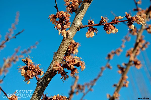 Choosing the right fruit trees for your climate