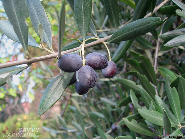 Choosing the right fruit trees for your climate