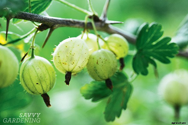 Choosing the right fruit trees for your climate