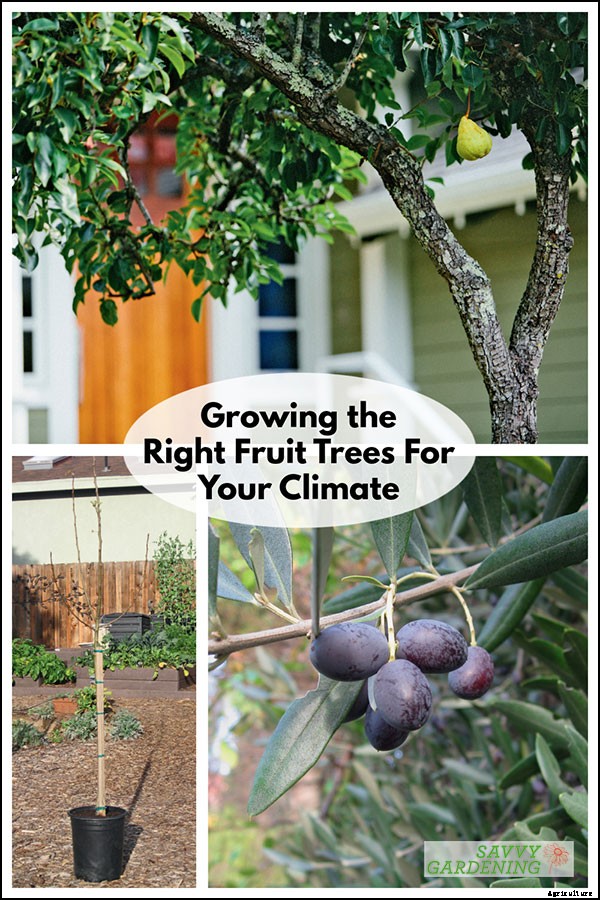 Choosing the right fruit trees for your climate