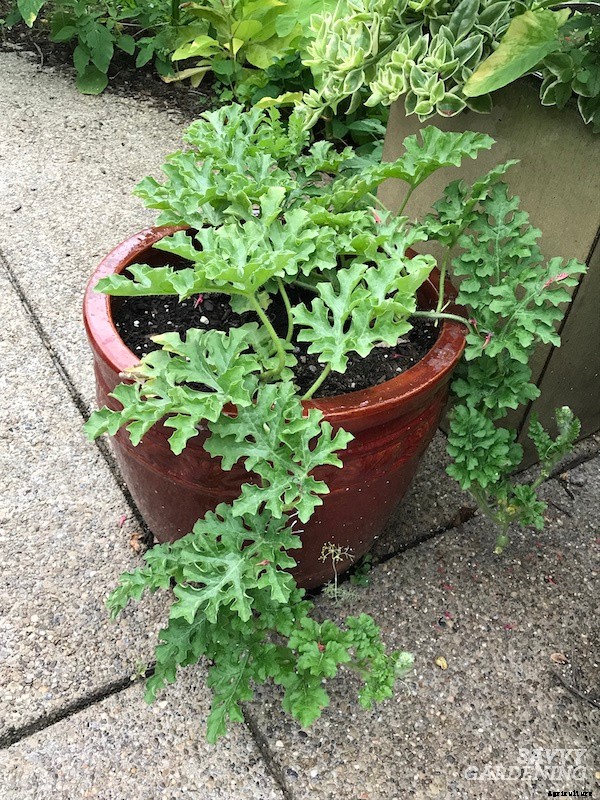 Growing watermelon in containers from seed to harvest