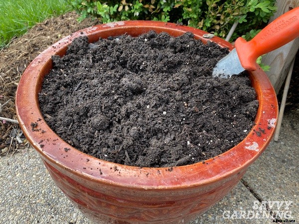 Growing watermelon in containers from seed to harvest