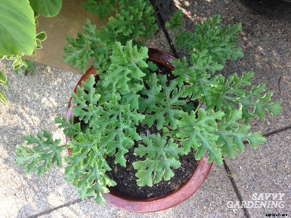 Growing watermelon in containers from seed to harvest