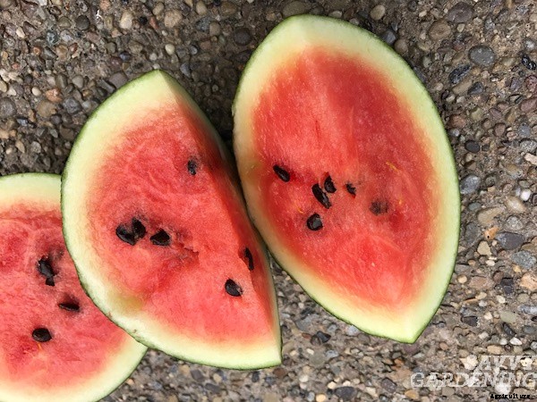 Growing watermelon in containers from seed to harvest