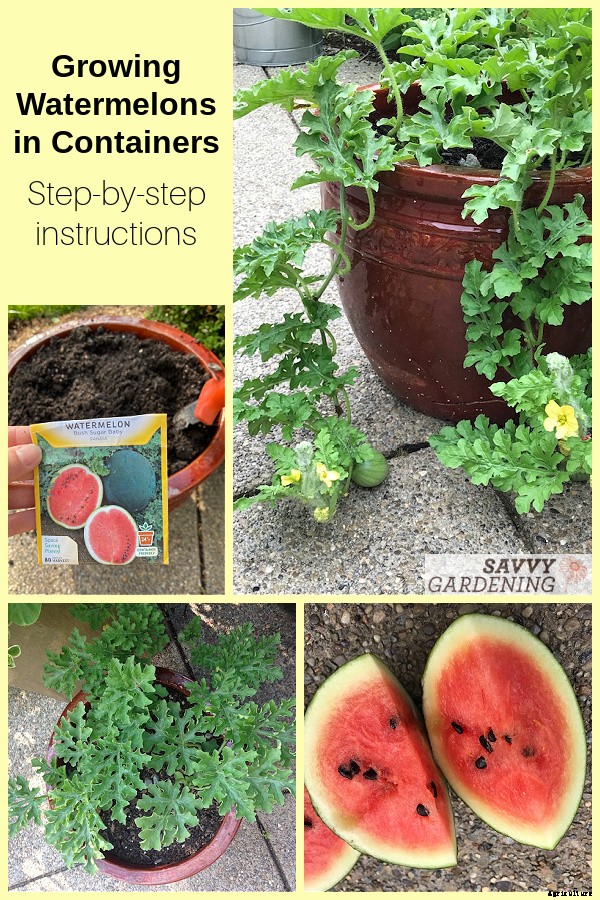 Growing watermelon in containers from seed to harvest
