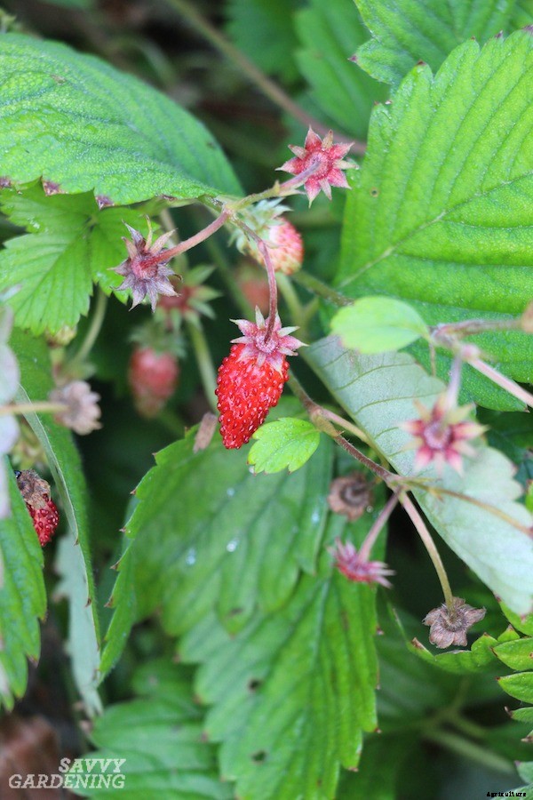 Alpine strawberries: How to grow this delicious little fruit from seed or transplants