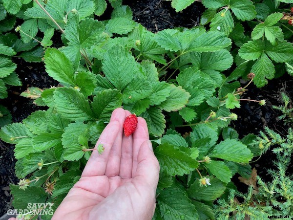 Alpine strawberries: How to grow this delicious little fruit from seed or transplants