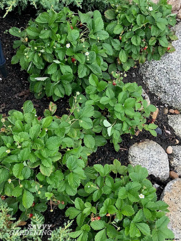 Alpine strawberries: How to grow this delicious little fruit from seed or transplants