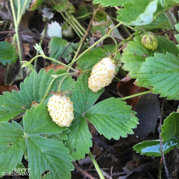Alpine strawberries: How to grow this delicious little fruit from seed or transplants