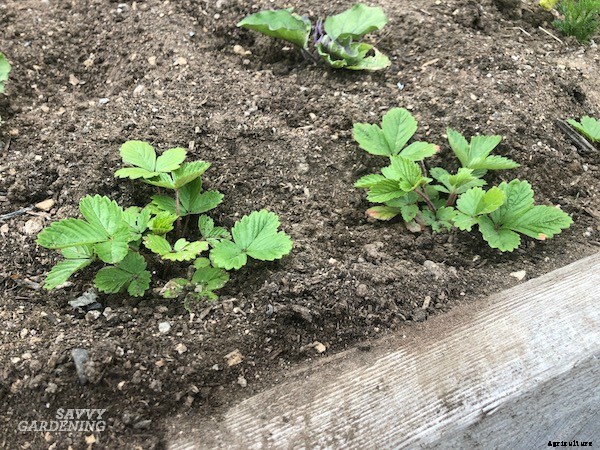 Alpine strawberries: How to grow this delicious little fruit from seed or transplants