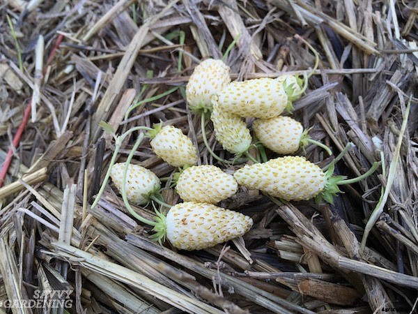 Alpine strawberries: How to grow this delicious little fruit from seed or transplants