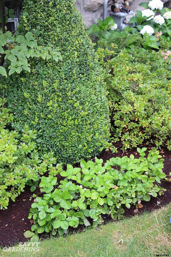 Alpine strawberries: How to grow this delicious little fruit from seed or transplants