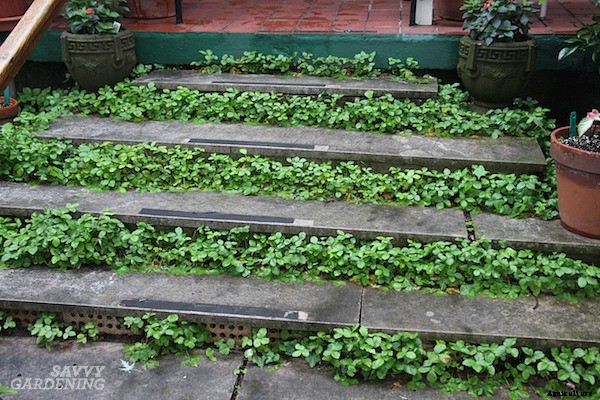 Alpine strawberries: How to grow this delicious little fruit from seed or transplants