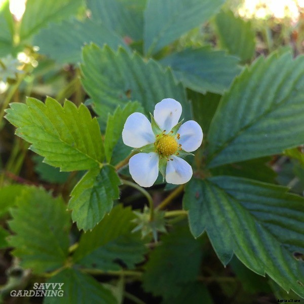 Alpine strawberries: How to grow this delicious little fruit from seed or transplants