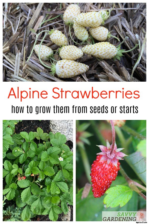 Alpine strawberries: How to grow this delicious little fruit from seed or transplants