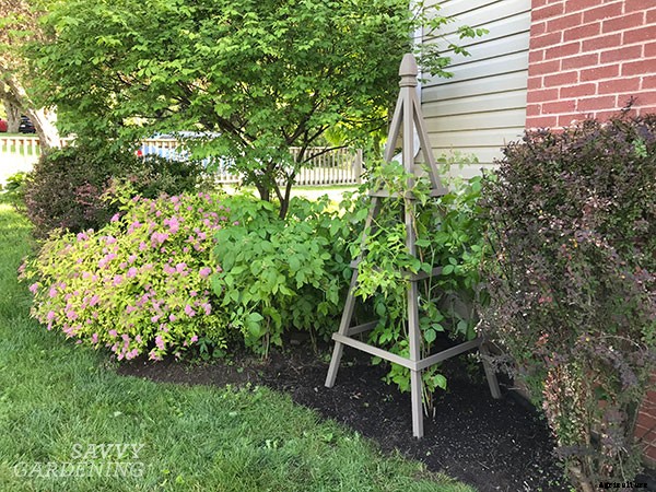Transplanting raspberries to grow more fruit or to share with others