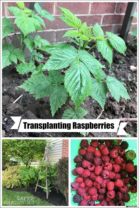 Transplanting raspberries to grow more fruit or to share with others
