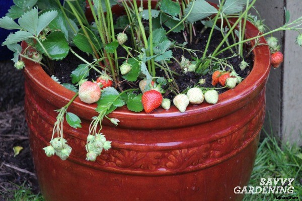 Growing strawberries in pots and hanging baskets