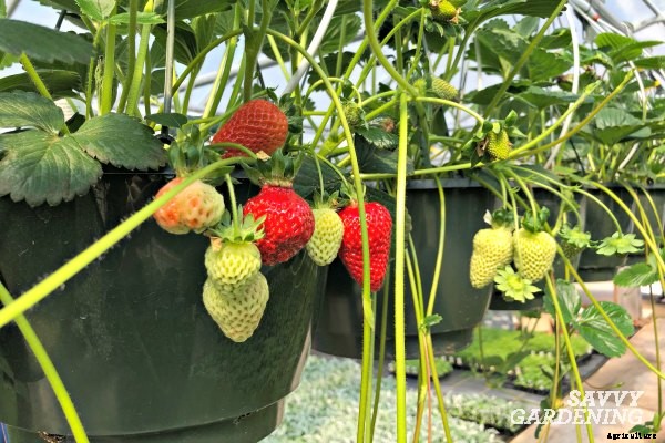 Growing strawberries in pots and hanging baskets
