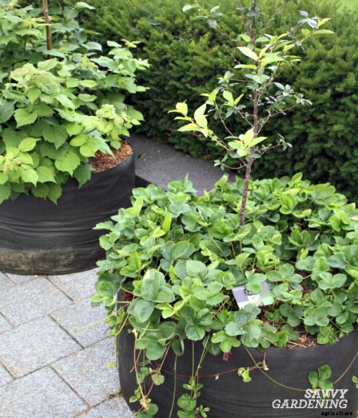 Growing strawberries in pots and hanging baskets