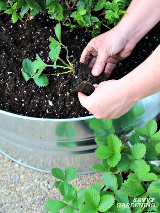 Growing strawberries in pots and hanging baskets