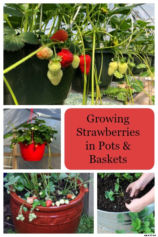 Growing strawberries in pots and hanging baskets