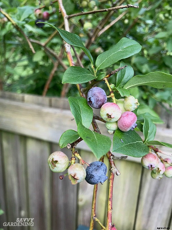 Pruning blueberries: Step-by-step instructions