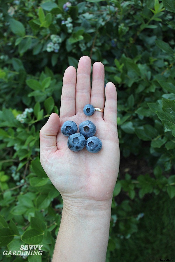 Pruning blueberries: Step-by-step instructions