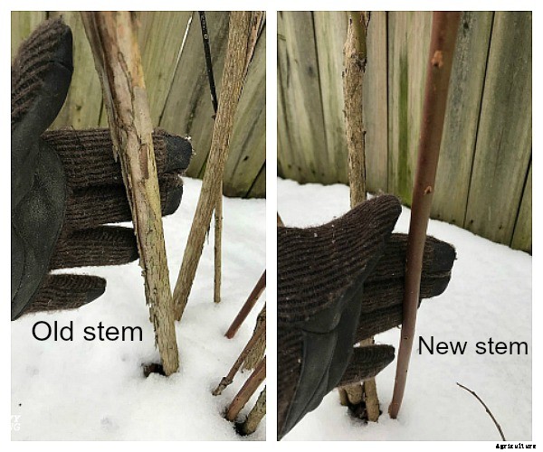 Pruning blueberries: Step-by-step instructions