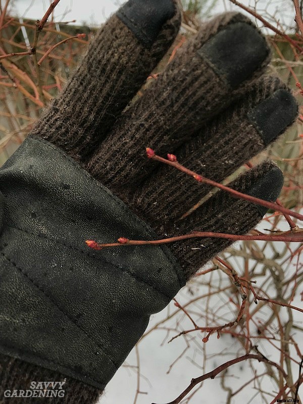 Pruning blueberries: Step-by-step instructions