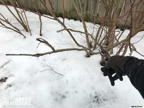 Pruning blueberries: Step-by-step instructions