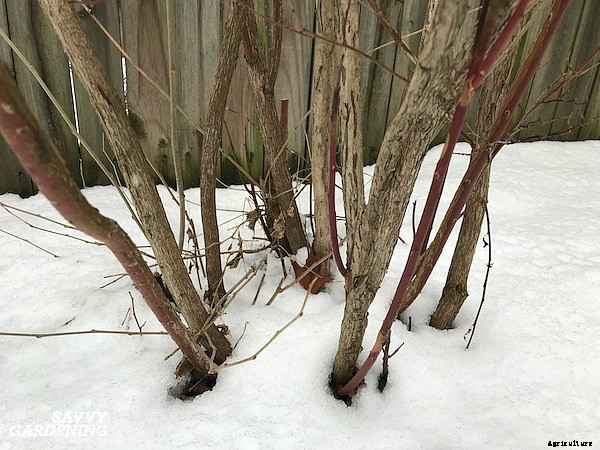 Pruning blueberries: Step-by-step instructions