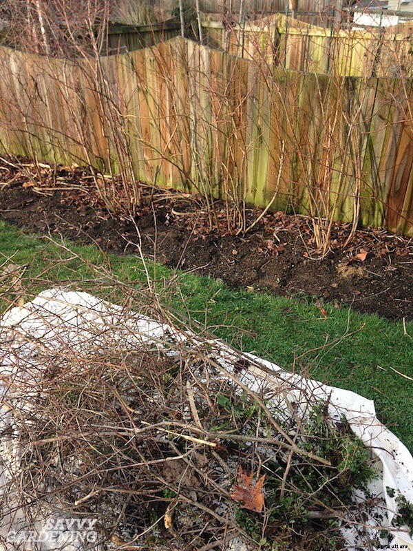 Pruning blueberries: Step-by-step instructions