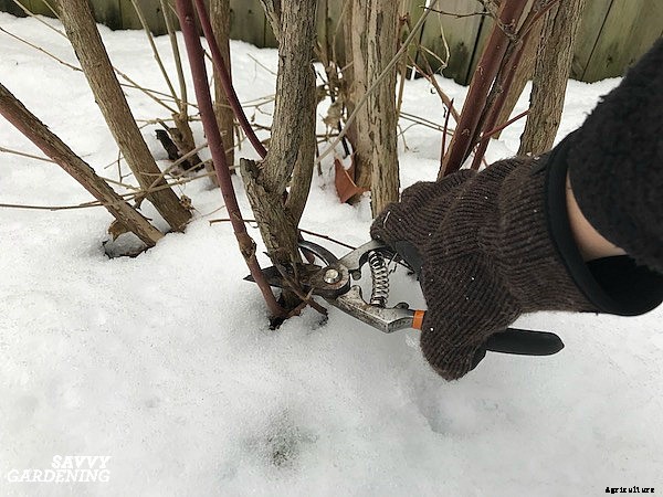 Pruning blueberries: Step-by-step instructions
