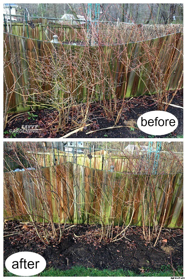 Pruning blueberries: Step-by-step instructions