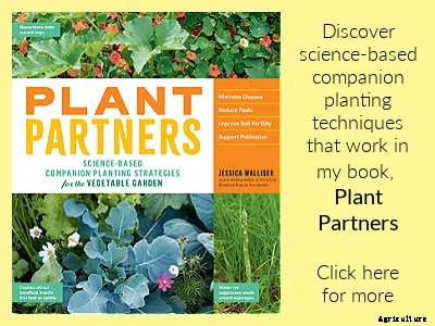 Pruning blueberries: Step-by-step instructions