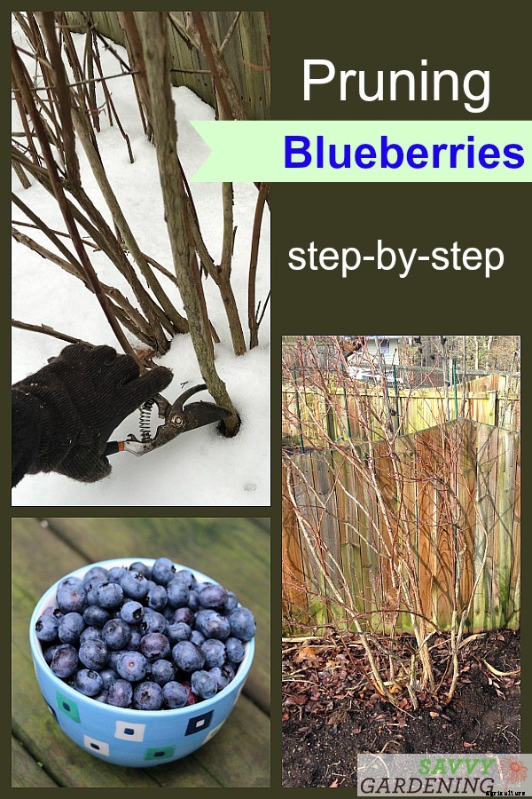 Pruning blueberries: Step-by-step instructions