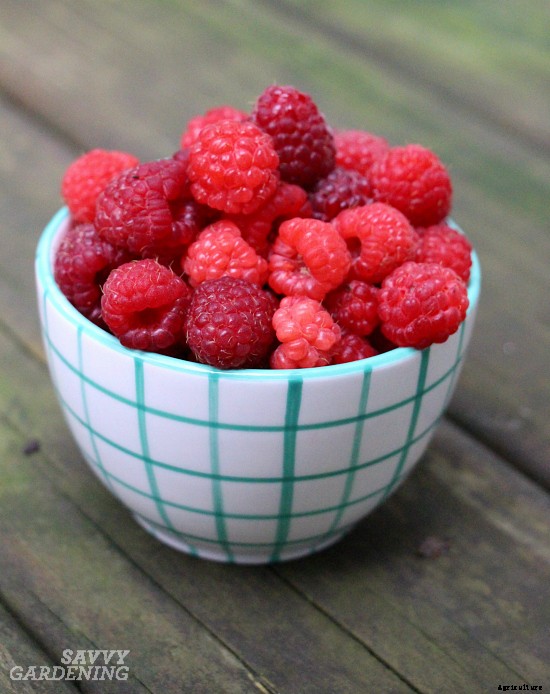 Growing berries in containers: How to grow a small-space fruit garden