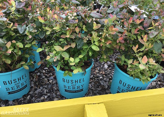 Growing berries in containers: How to grow a small-space fruit garden