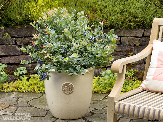 Growing berries in containers: How to grow a small-space fruit garden