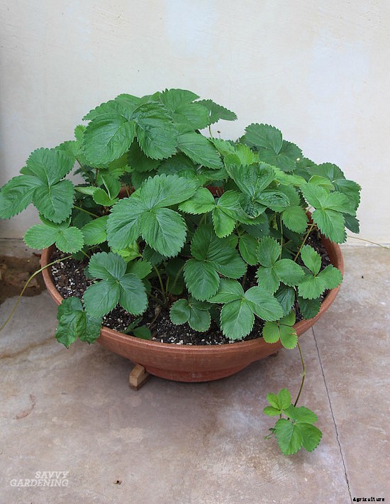 Growing berries in containers: How to grow a small-space fruit garden