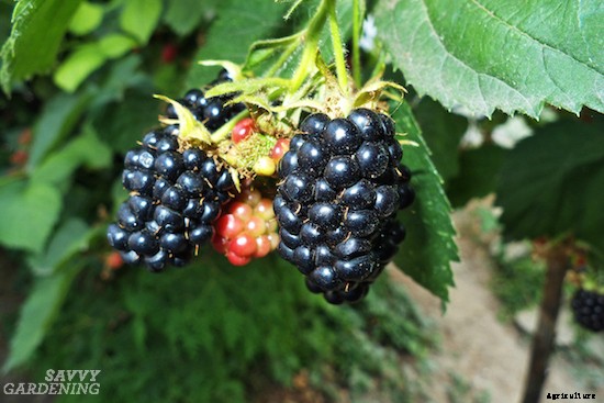 Growing berries in containers: How to grow a small-space fruit garden