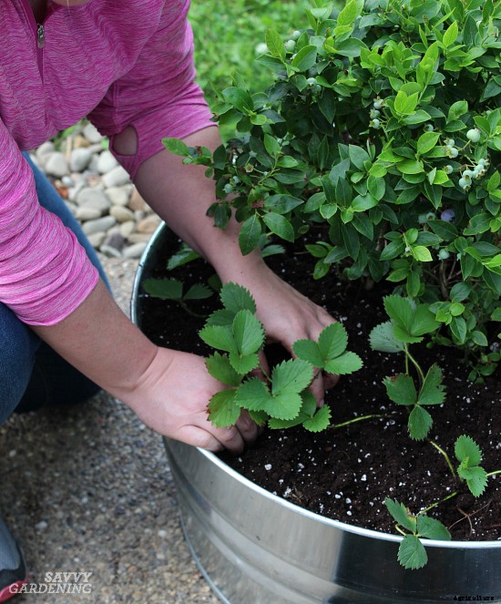 Growing berries in containers: How to grow a small-space fruit garden