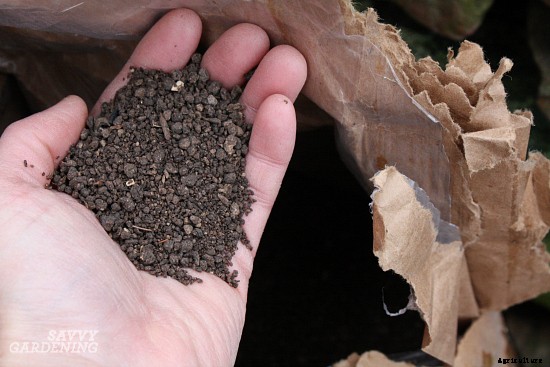 Growing berries in containers: How to grow a small-space fruit garden