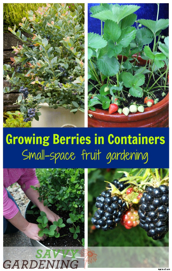 Growing berries in containers: How to grow a small-space fruit garden