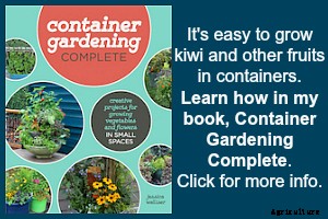 Growing kiwi fruit: It’s easier than you think