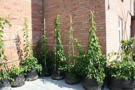 Growing kiwi fruit: It’s easier than you think