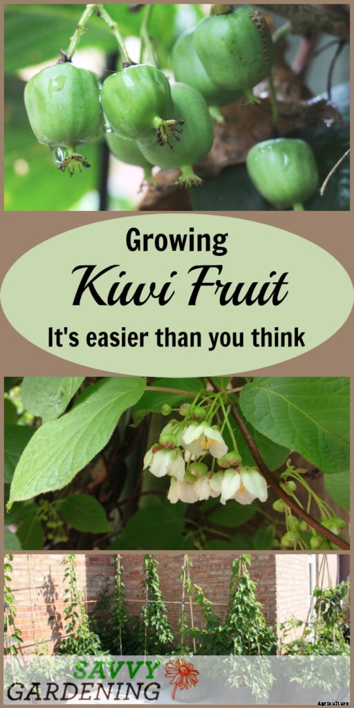 Growing kiwi fruit: It’s easier than you think